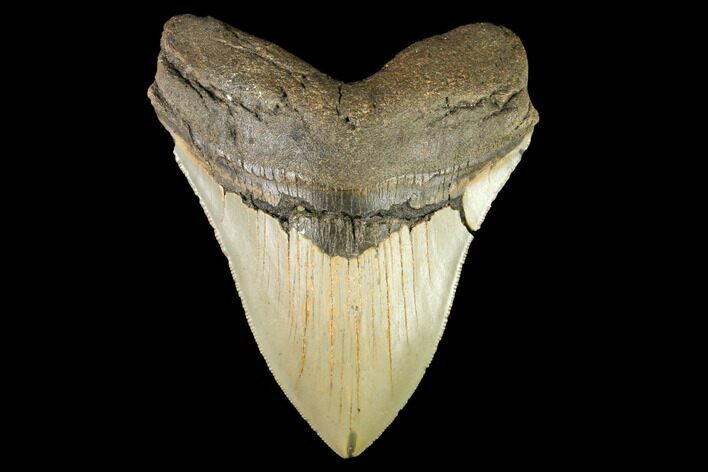Serrated, Fossil Megalodon Tooth - North Carolina #147482